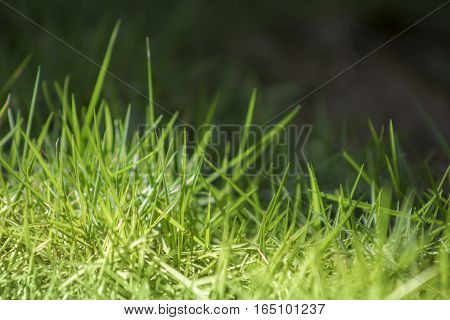 Green grass with a natural morning sunlight