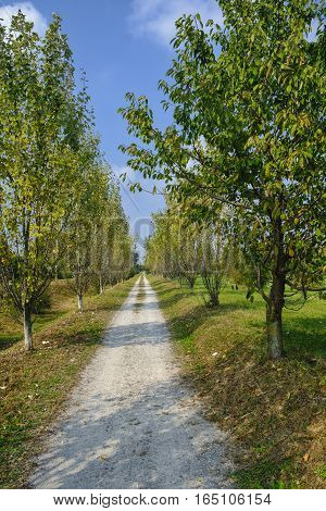 Park of Grugnotorto (Lombardy Italy) between Milan and Brianza in autumn. A path for bicycle and pedestrians