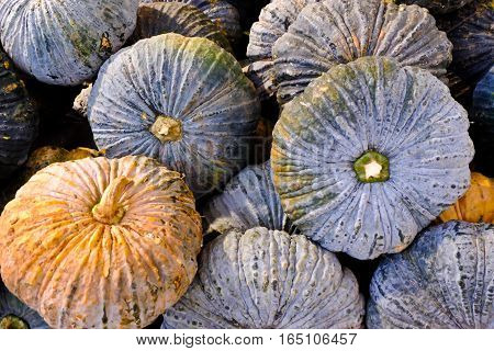 Many green pumpkin in the market. (close up)