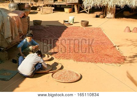 Minnanthu Myanmar - 24 January 2010: Two woman on the elaboration of drying seeds at the village of Minnanthu near Bagan on Myanmar