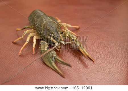 Live Crayfish on a leather Live crayfish