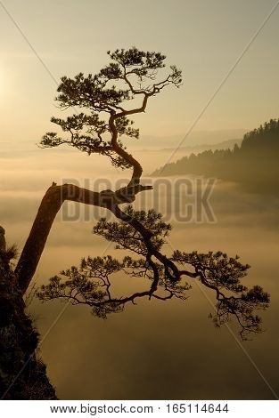 Lonely pine in Pieniny mountains in sunrise light Poland