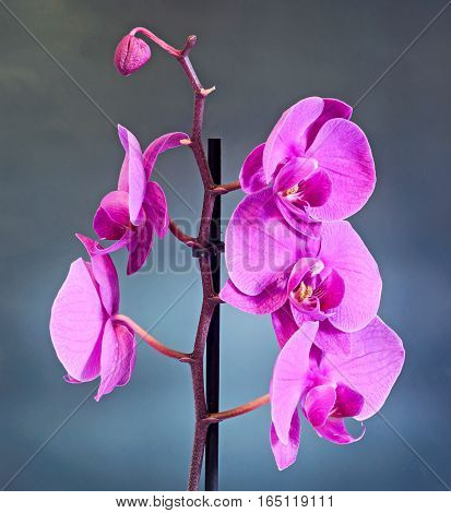 Pink Branch Orchid  Flowers, Orchidaceae, Phalaenopsis Known As The Moth Orchid, Abbreviated Phal. B