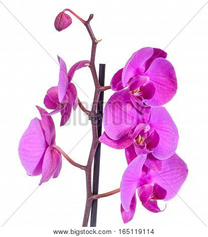 Purple Branch Orchid  Flowers, Orchidaceae, Phalaenopsis Known As The Moth Orchid, Abbreviated Phal.