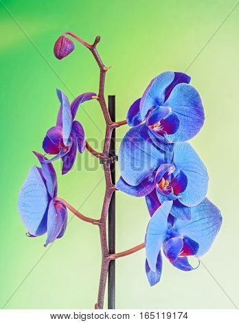 Blue Branch Orchid  Flowers, Orchidaceae, Phalaenopsis Known As The Moth Orchid, Abbreviated Phal. B