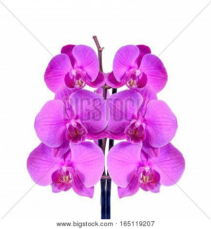 Pink Branch Orchid  Flowers, Orchidaceae, Phalaenopsis Known As The Moth Orchid, Abbreviated Phal. B