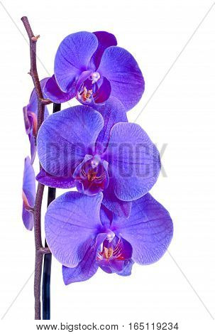 Mauve Branch Orchid  Flowers, Orchidaceae, Phalaenopsis Known As The Moth Orchid, Abbreviated Phal.