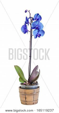 Blue Branch Orchid  Flowers In A Vintage Vase, Orchidaceae, Phalaenopsis Known As The Moth Orchid, A