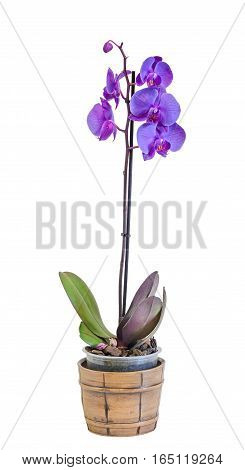 Mauve Branch Orchid  Flowers In A Vintage Vase, Orchidaceae, Phalaenopsis Known As The Moth Orchid,