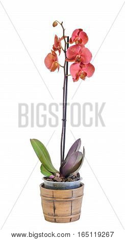 Orange Branch Orchid  Flowers In A Vintage Vase, Orchidaceae, Phalaenopsis Known As The Moth Orchid,