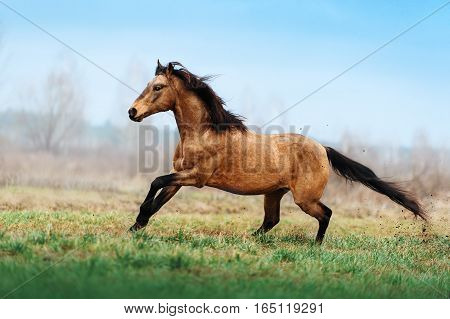 Auburn stallion runs gallop on the field on a blurred background. A horse at liberty. Light horse with a black mane, which develops in the wind. Animals in Motion