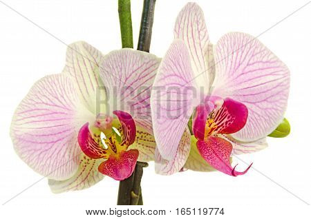 Pink Branch Orchid  Flowers With Green Leaves, Orchidaceae, Phalaenopsis Known As The Moth Orchid, A