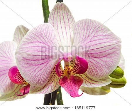 Pink Branch Orchid  Flowers With Green Leaves, Orchidaceae, Phalaenopsis Known As The Moth Orchid, A