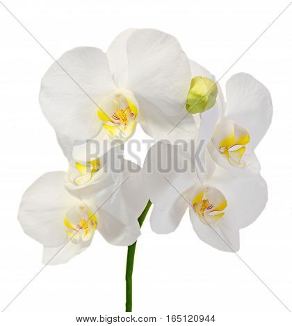 Colored Branch Orchid Flowers With Buds, Orchidaceae, Phalaenopsis