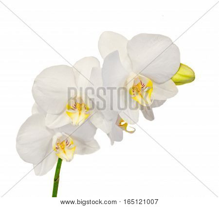 Colored Branch Orchid Flowers With Buds, Orchidaceae, Phalaenopsis