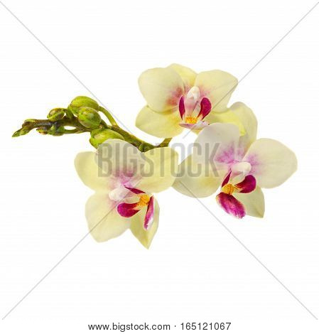Colored Branch Orchid Flowers With Buds, Orchidaceae, Phalaenopsis