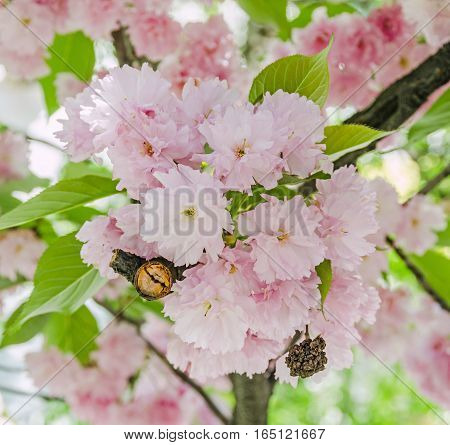 Pink Tree Flowers Of Prunus Serrulata Kanzan, Branch Flowers, Japanese Cherry, Floral Background, Cl