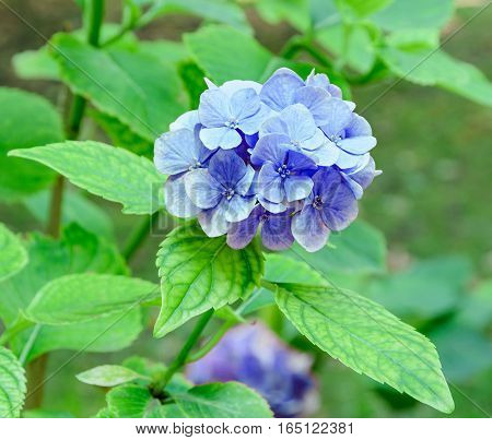 Blue  Hydrangea Or Hortensia Flower, Green Plant Bush, Close Up