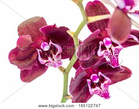 Purple Brown Branch Orchid  Flowers, Orchidaceae, Phalaenopsis Known As The Moth Orchid, Abbreviated