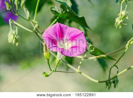 Ipomoea Purpurea Pink Flower, The Purple, Tall, Or Common Morning Glory, Close Up.