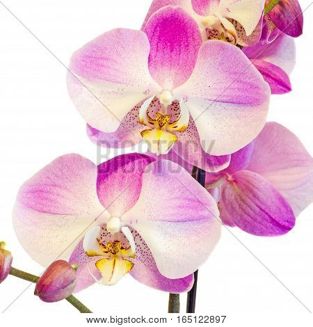 Pink Branch Orchid  Flowers, Orchidaceae, Phalaenopsis Known As The Moth Orchid, Abbreviated Phal. W