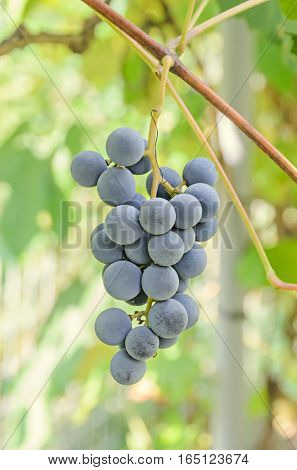 Dark Red, Purple Grapes Fruit Hang, Vitis Vinifera (grape Vine) Green Leaves In The Sun, Close Up.