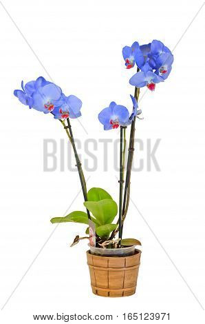 Blue Branch Orchid  Flowers With Green Leaves, White Vase, Orchidaceae, Phalaenopsis Known As The Mo