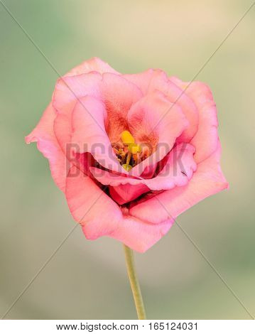 Pink Eustoma, Lisianthus Flower, Family Gentianaceae, Isolated, Green Bokeh Background, Close Up.