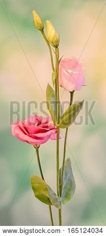 Pink Eustoma, Lisianthus Flower, Family Gentianaceae, Isolated, Green Bokeh Background, Close Up.
