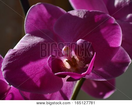 bright and large red-purple orchid flower glows in the sunshine