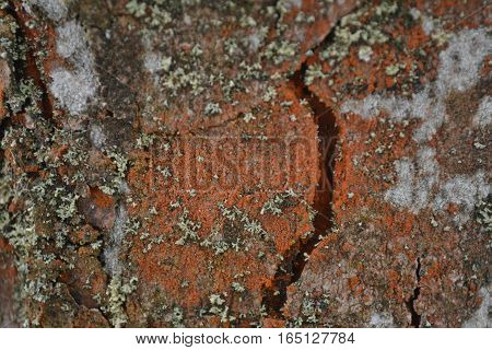 Cracked bark chestnut light brown color covered with moss and lichen