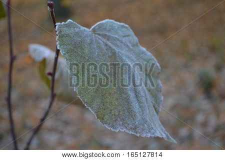 lonely autumn leaf tree light green covered with frost on the background of autumn park