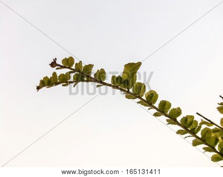 Close up of plant against white background.