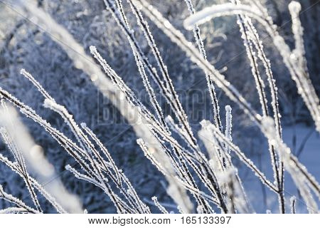 frozen branches covered with frost on blurred blue background