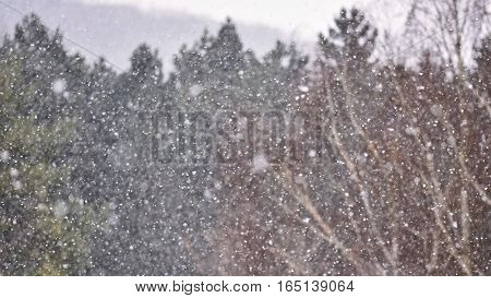 Snowfall. Beautiful winter background seasonal nature and the weather in winter. Winter landscape with falling snow.