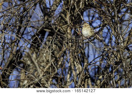 Field Sparrow considering two remaining berries on bush
