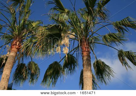 ปาล์ม Washingtonia Filifera