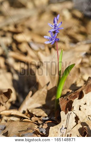 Spring forest blue flower of the Siberian Scilla or Scylla (lat. Scilla sibirica) in the forest