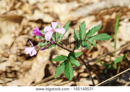 Subanki five-leaves (lat. Dentaria quinquefolia) in a beech-oak forest among the foliage