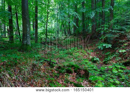 Lush foliage of summetime beech stand in Bieszczady just rain after along old dry stream bed, Bieszczady Region, Poland, Europe