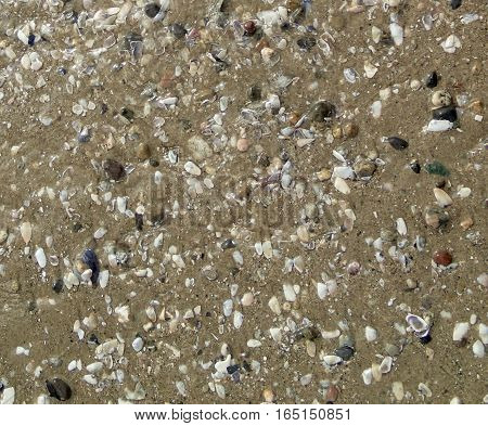 A close up view of tiny shells on the beach.