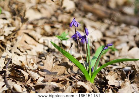 Spring forest blue flower of the Siberian Scilla or Scylla (lat. Scilla sibirica)