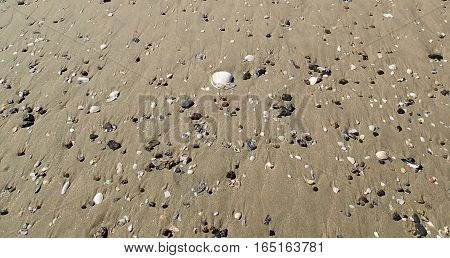 Shells wash up on a California beach