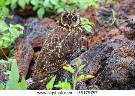 Short-eared Owl On Genovesa Island, Galapagos National Park, Ecuador