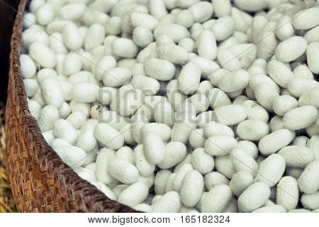 Silkworm Fibers In The Fabric Industry.