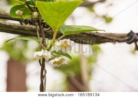 Spring flowering Chinese Magnolia vine (lat. Schisandra chinensis)