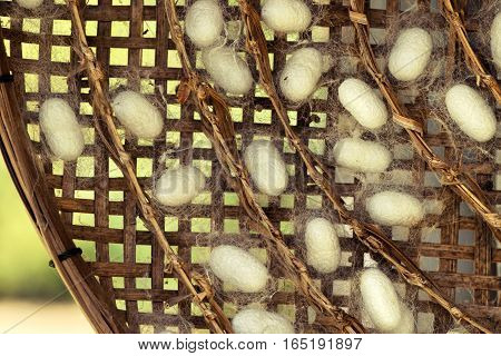 Silkworm Fibers In The Fabric Industry.