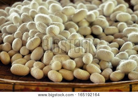 Silkworm Fibers In The Fabric Industry.