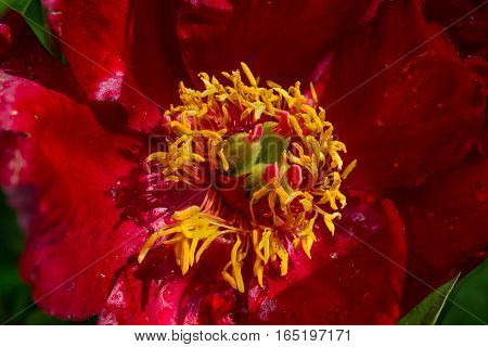 Macro of red bloom of common peony (Paeonia officinalis)