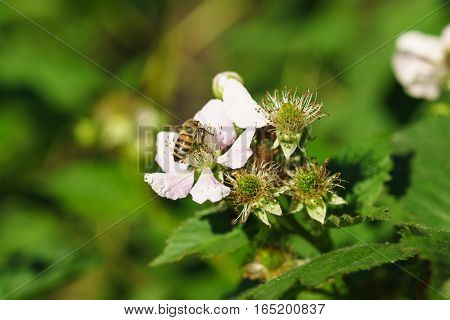 Bee on the flowers of blackberries (lat. Rubus)